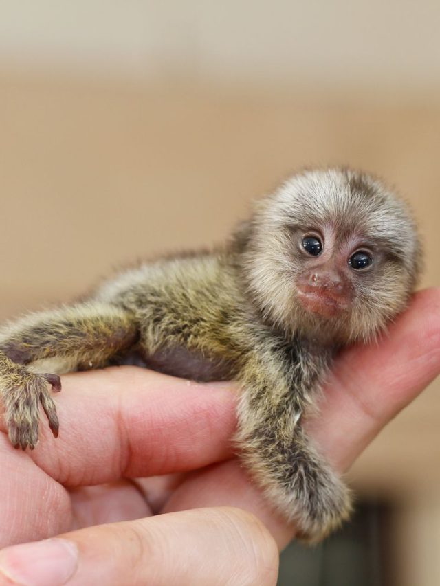 10 of the Smallest Animals in the World and Where They Live